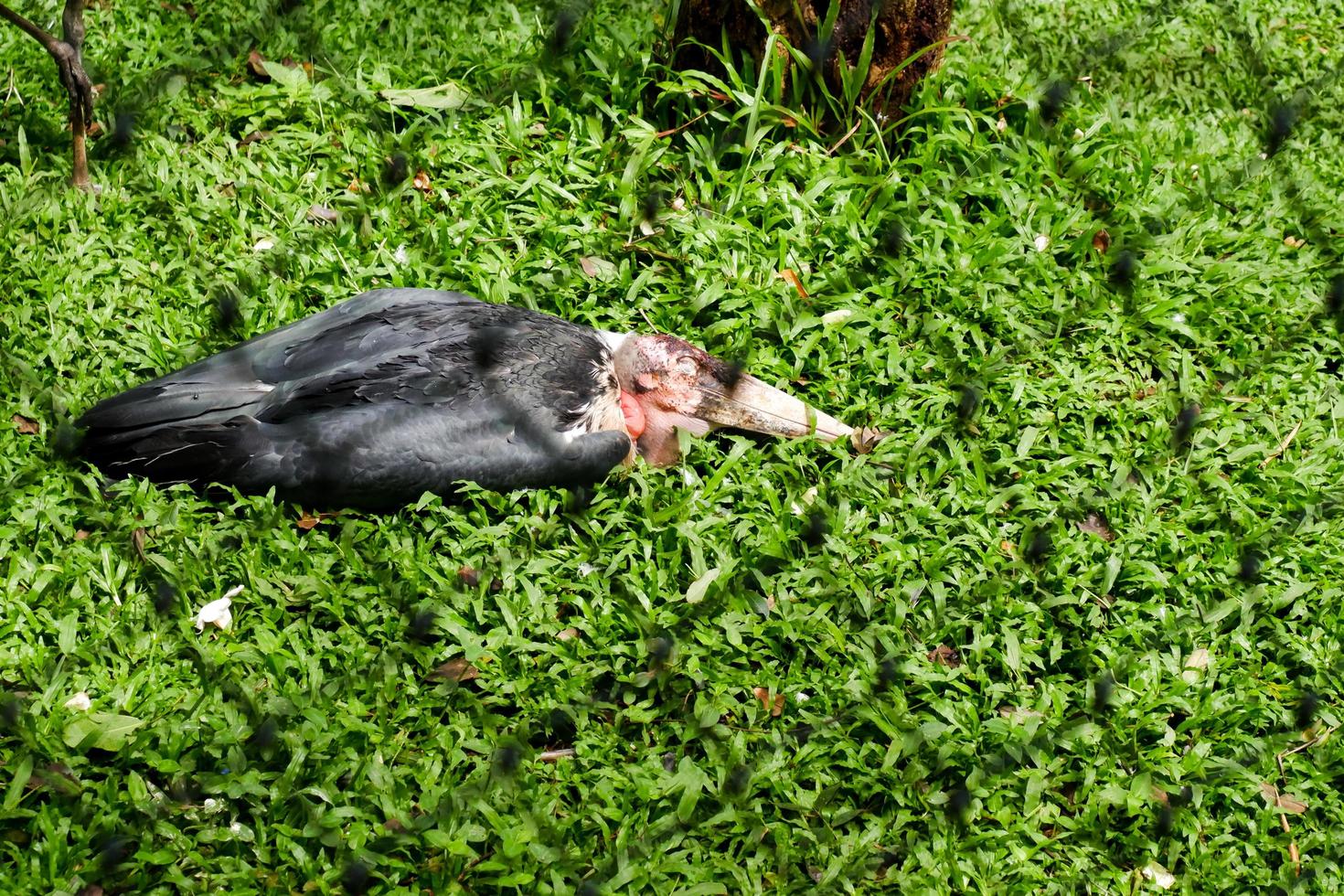 Selective focus of the tong-tong heron who is in its cage and foraging. photo