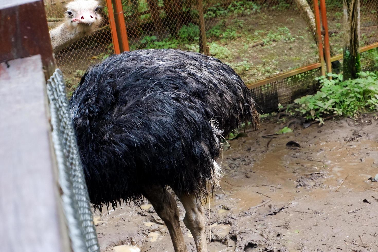 Selective focus of ostriches who are eating in their cages. photo