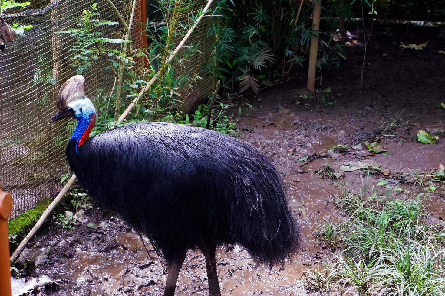 Selective focus of cassowary birds standing in their cages. photo