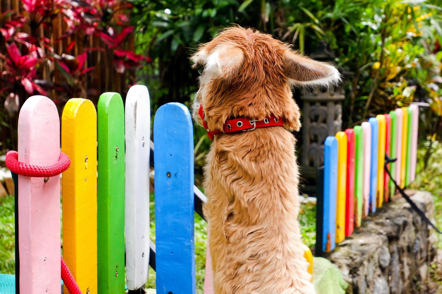 Alpaca who was alone in his cage. photo
