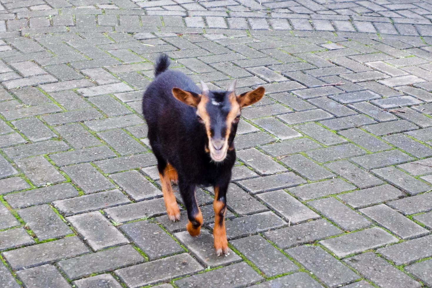 cachorros de cabra de color marrón liberados en la naturaleza. foto