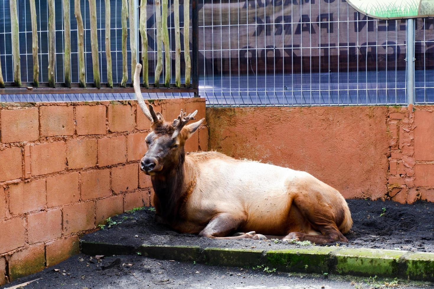 A wildebeest sitting in its cage. photo