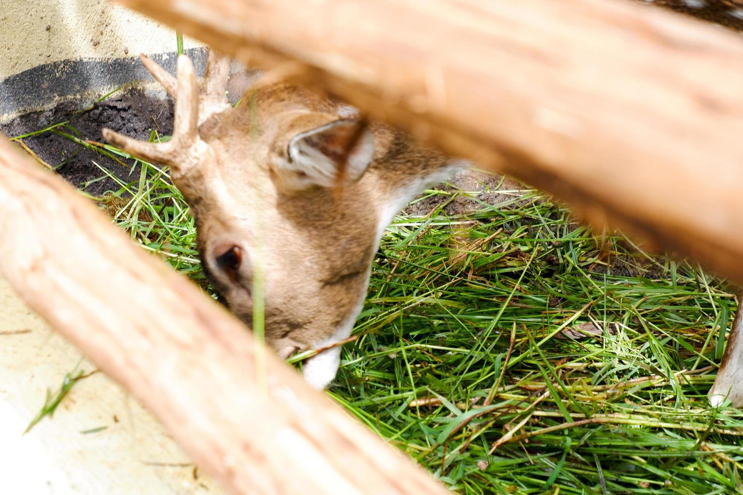 Deer who are eating grass in their cages in the morning. photo
