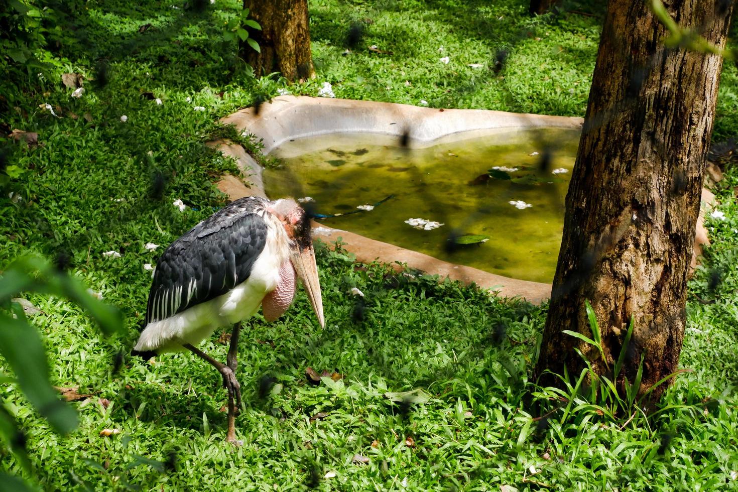Selective focus of the tong-tong heron who is in its cage and foraging. photo