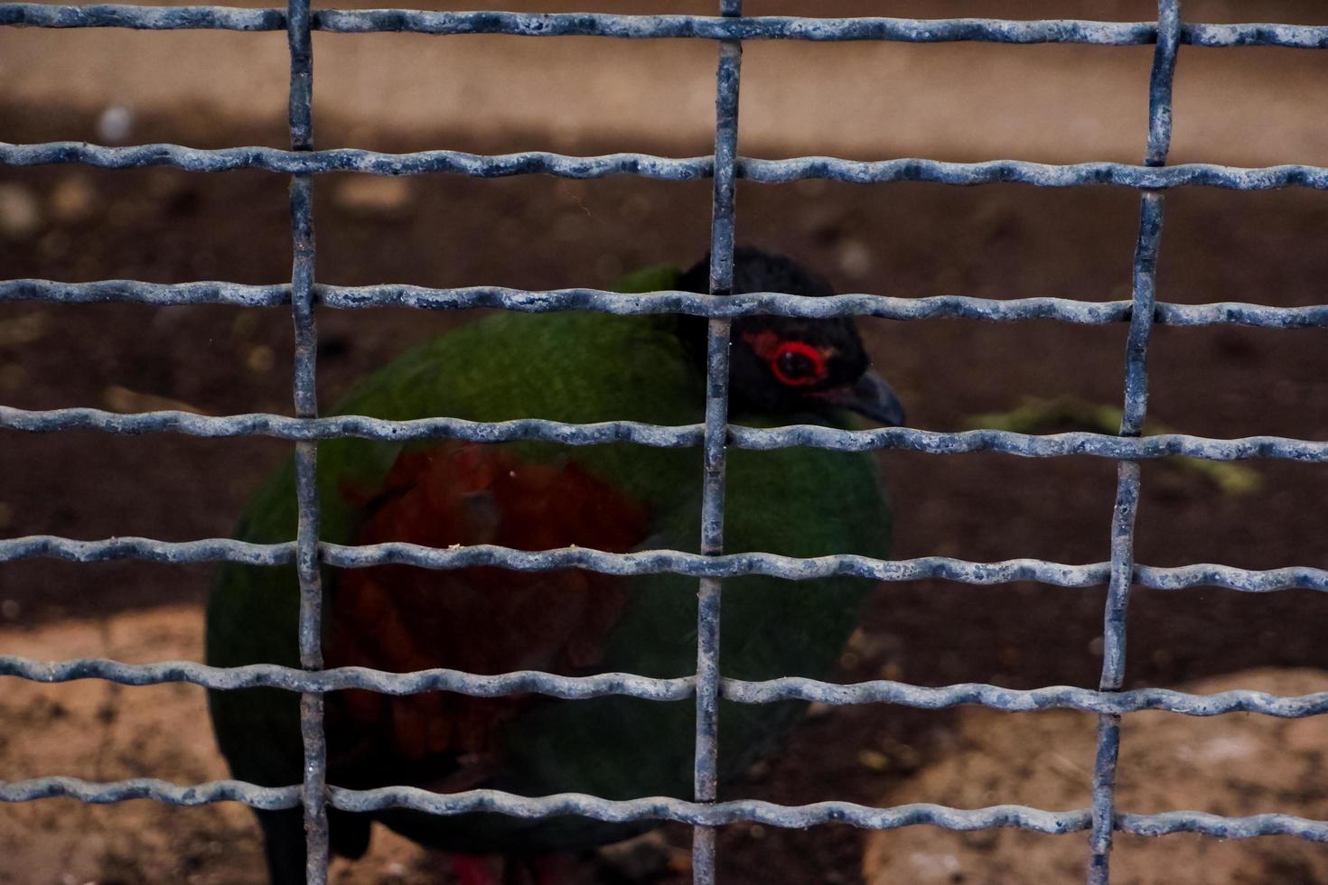 The selective focus of the red eye of the wood grouse bird is in its cage. photo