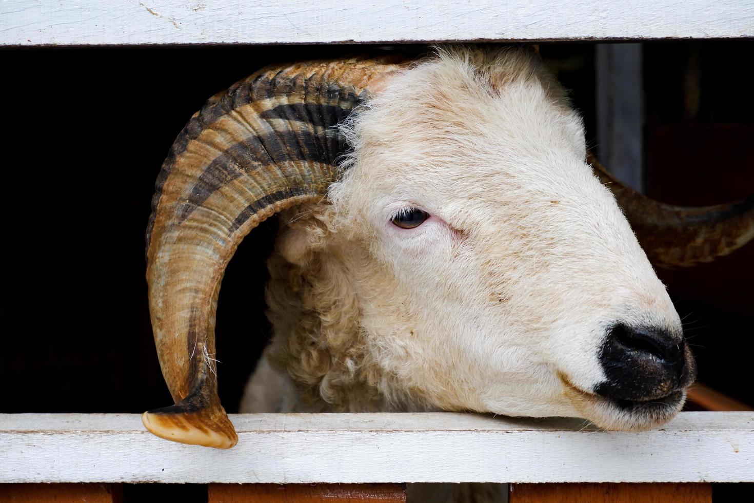 Selective focus of Garut sheep who are standing in their pens. photo