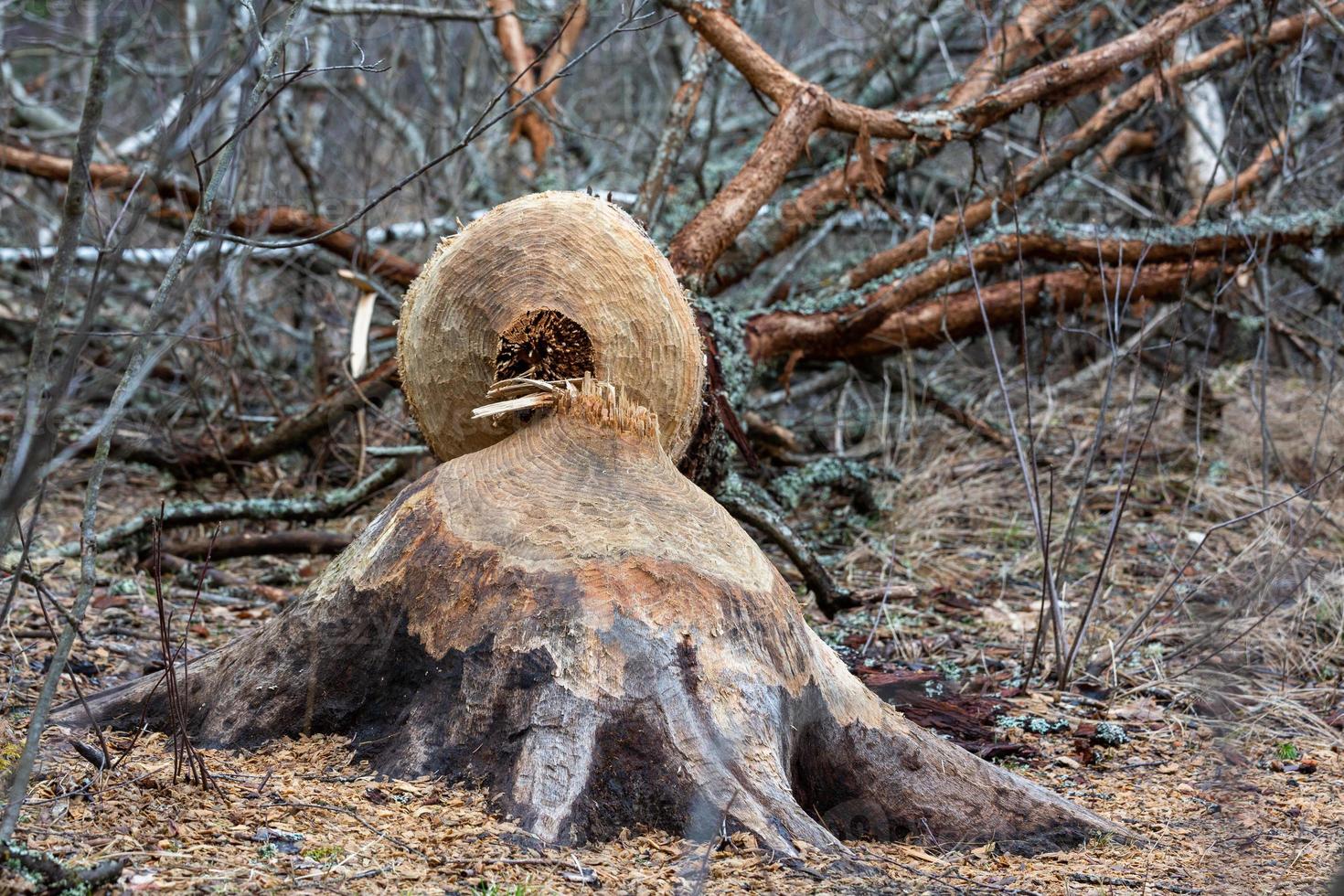 beaver works in the forest photo