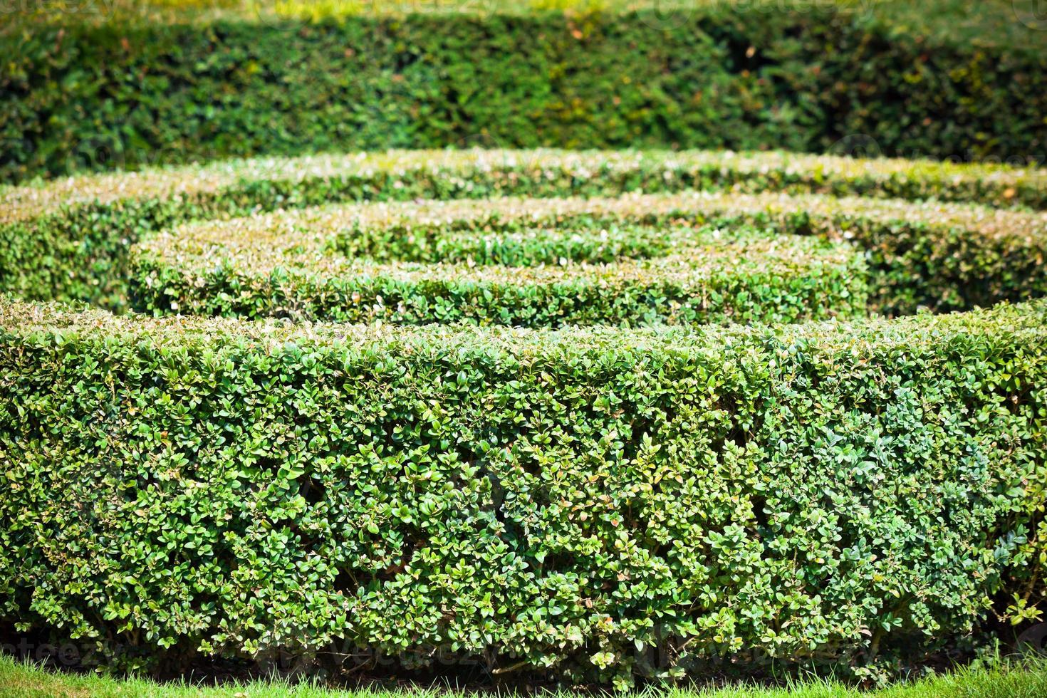 Green hedge labyrinth photo