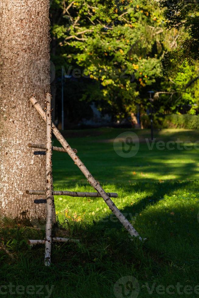 Tree Trunks in Forest photo