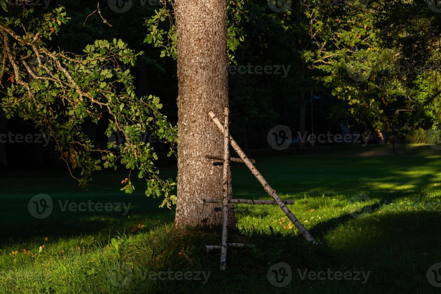 troncos de árboles en el bosque foto
