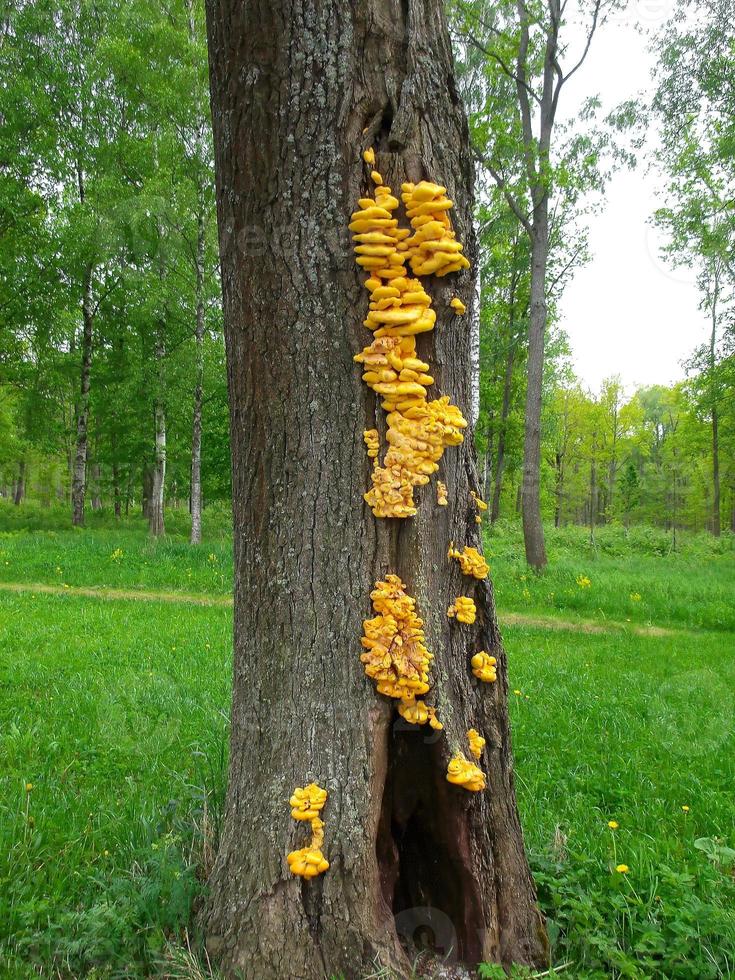 Mushrooms on a tree. The tinder is sulfur-yellow. You can eat young mushrooms. The second name is Laetiporus sulphureus photo