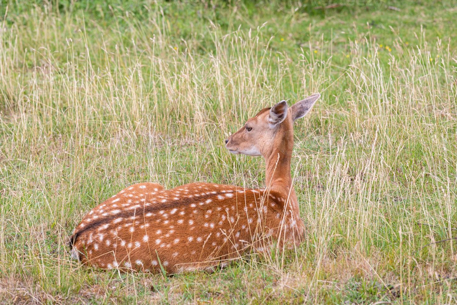 European Fallow Deer photo