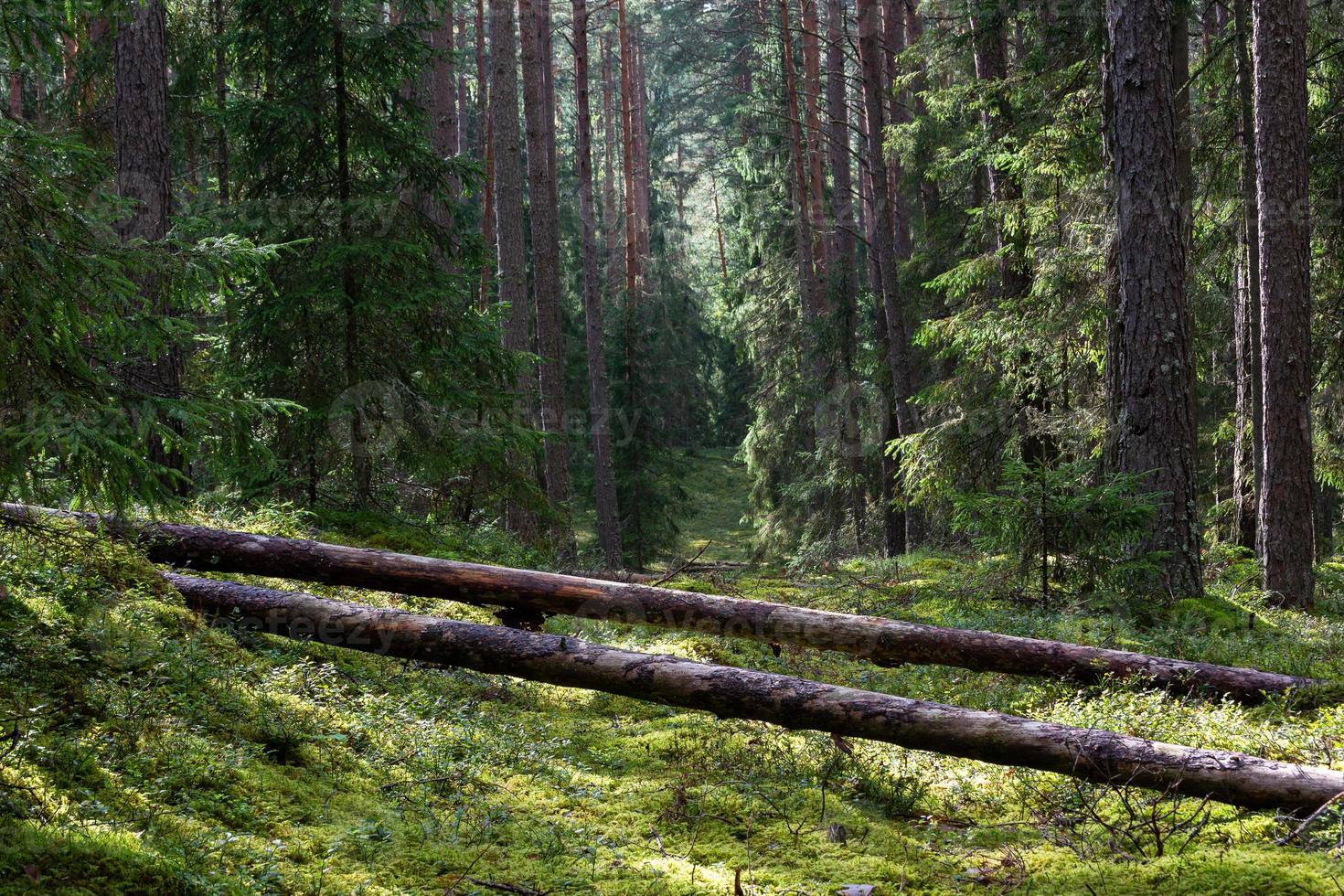 bosques de coníferas verdes foto