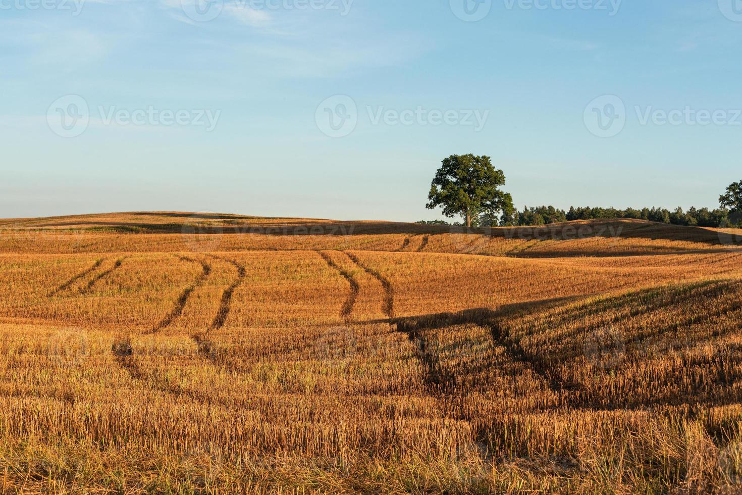 paisajes de verano de Letonia foto