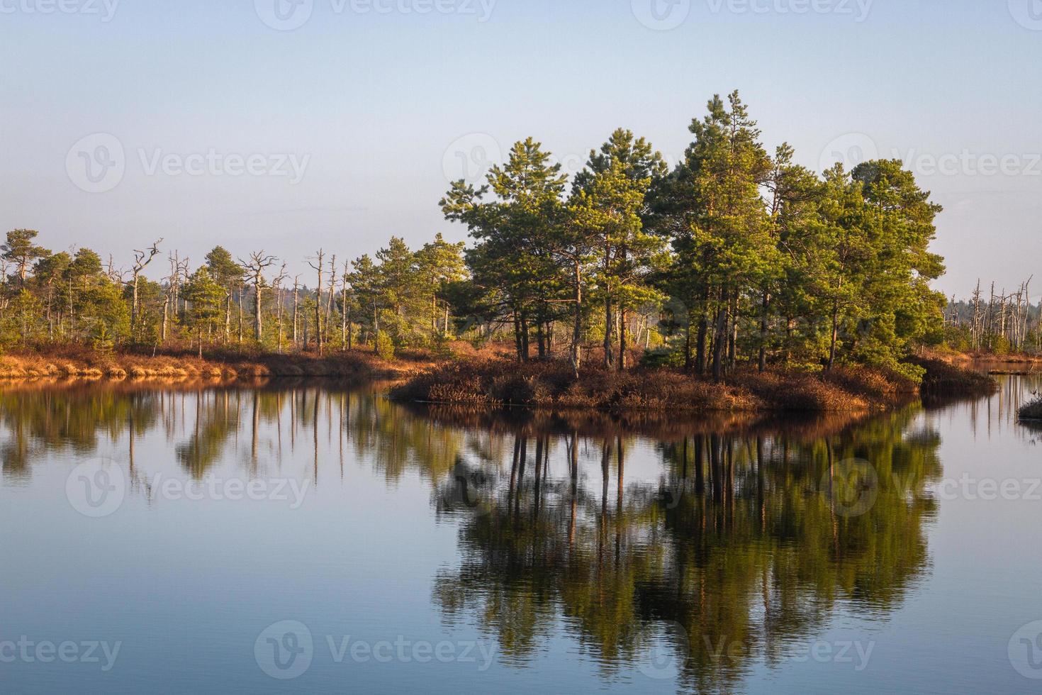 Swamp lake in Springtime photo