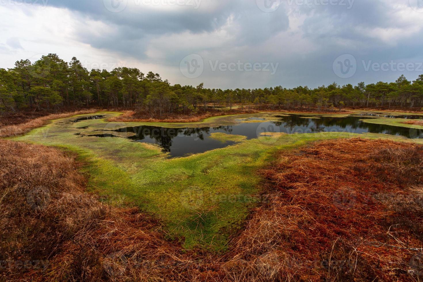 Swamp lake in Springtime photo