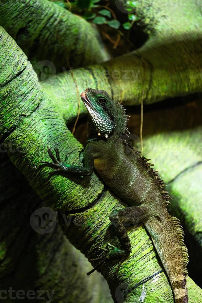 dragón barbudo interior foto