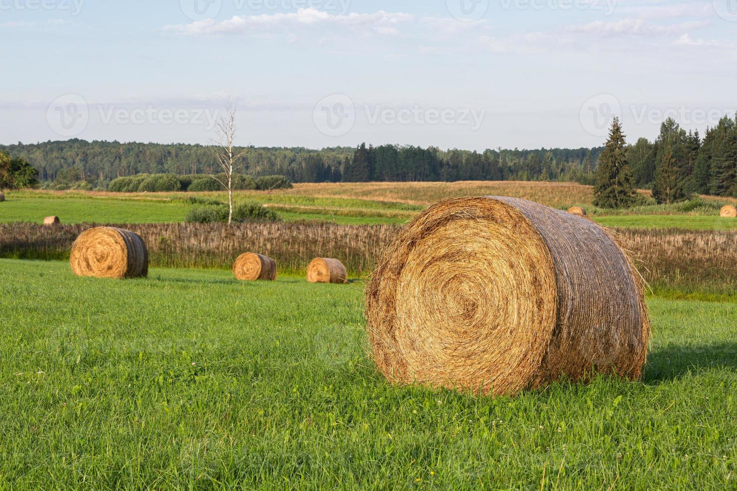 Latvian summer landscapes photo