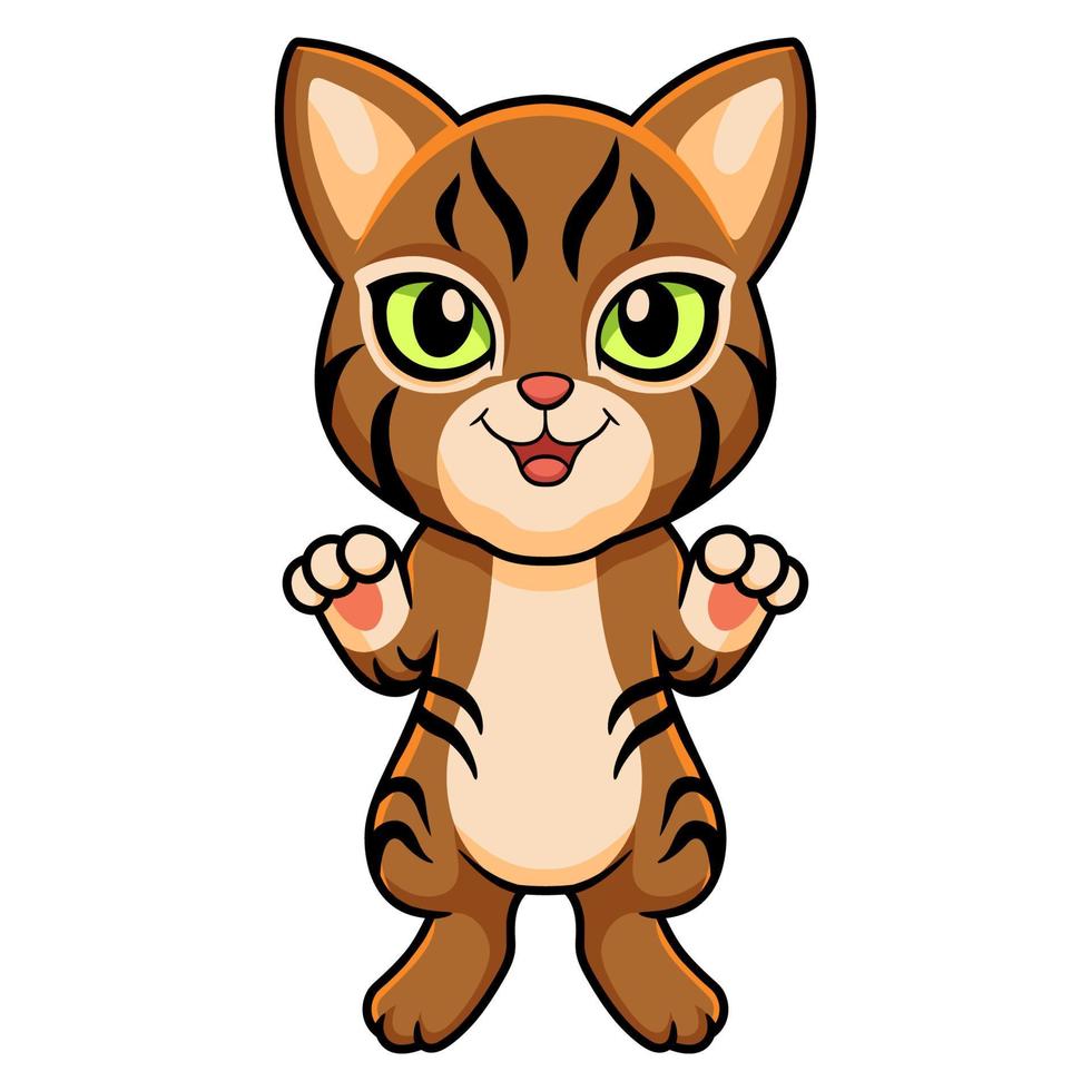 Cute pixie bob cat cartoon vector