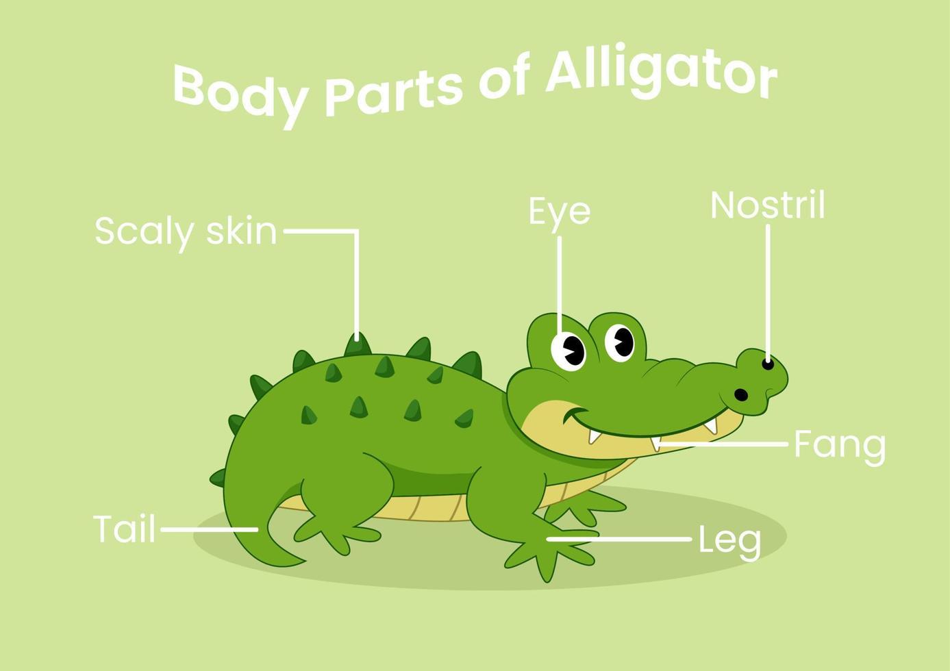 Vector body parts of the cute cartoon alligator. Animals anatomy in English for kids. Learning words.