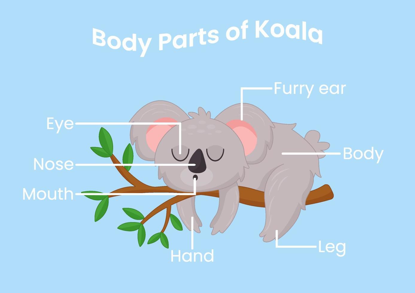 partes del cuerpo vectorial del lindo koala de dibujos animados. Anatomia de los animales en ingles para niños. aprendiendo palabras vector