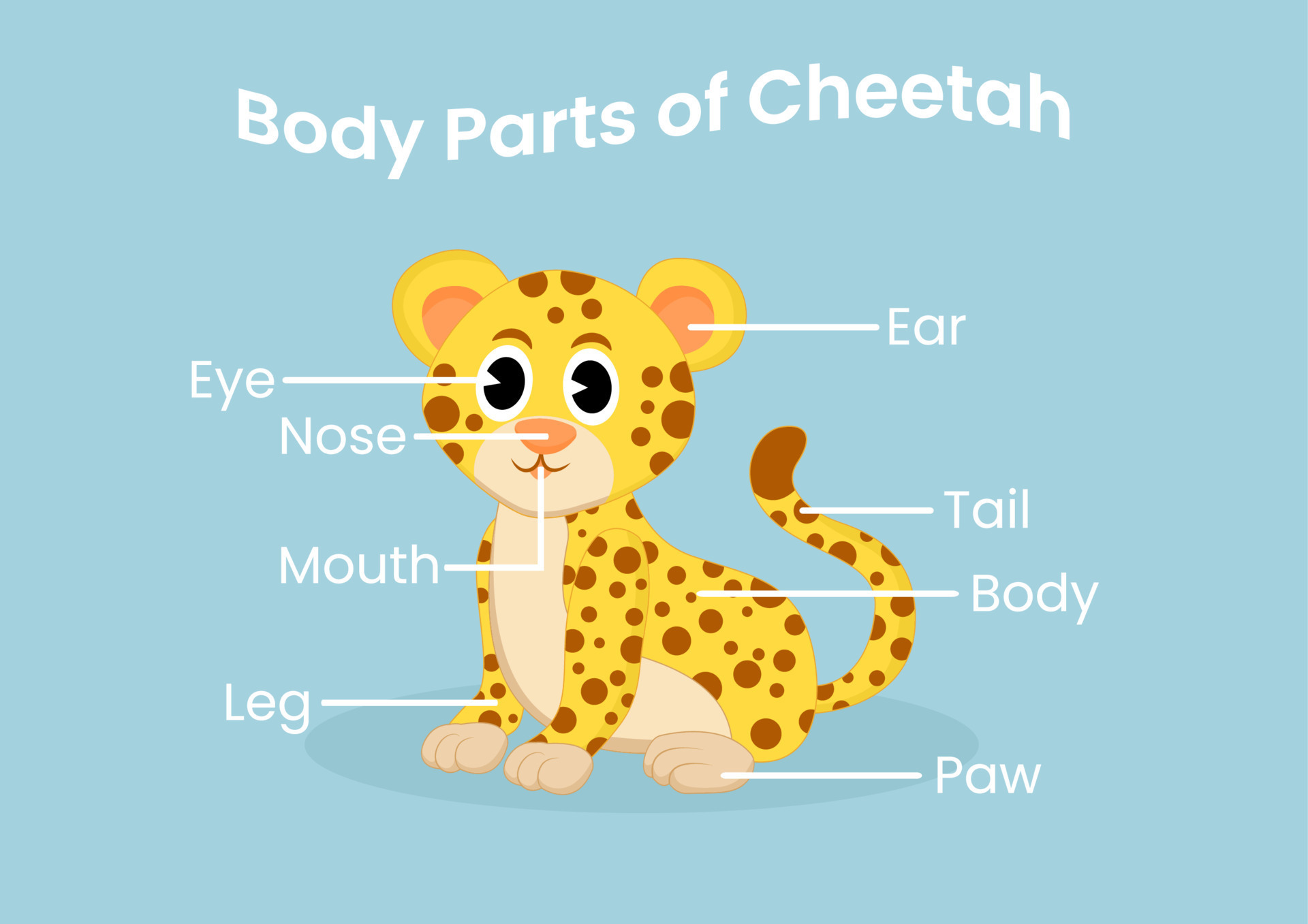 Vector body parts of the cute cartoon cheetah. Animals anatomy in English  for kids. Learning words. 17114279 Vector Art at Vecteezy