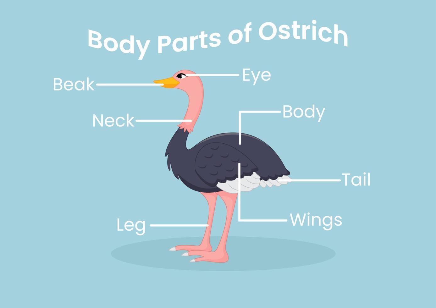 Vector body parts of the cute cartoon ostrich. Animals anatomy in English for kids. Learning words.