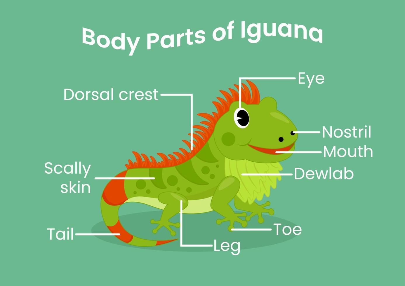 Vector body parts of the cute cartoon lizard. Animals anatomy in English for kids. Learning words.