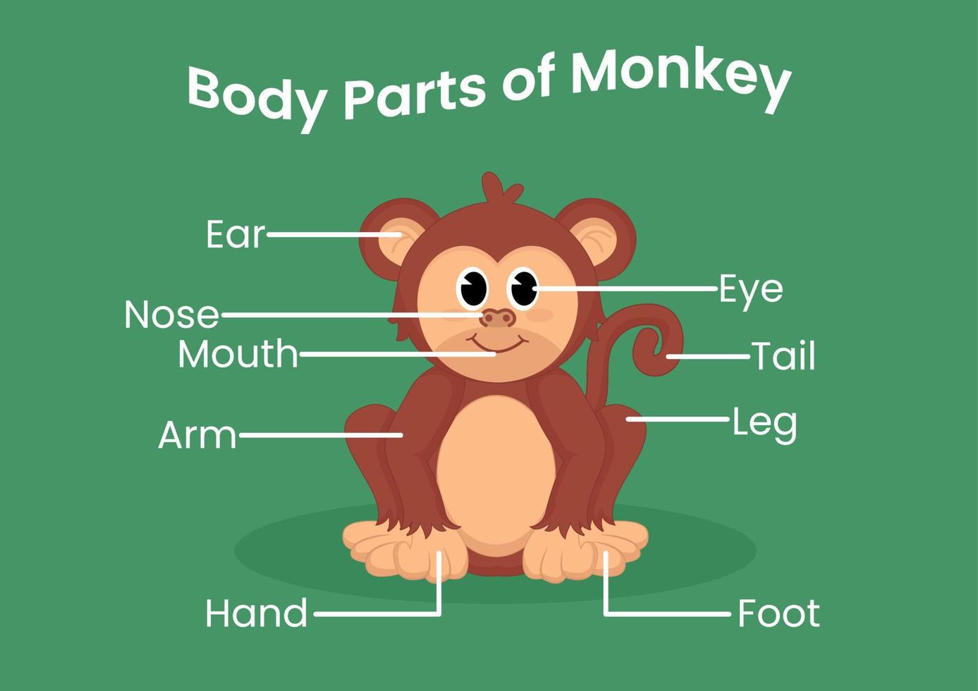Vector body parts of the cute cartoon monkey. Animals anatomy in English for kids. Learning words.