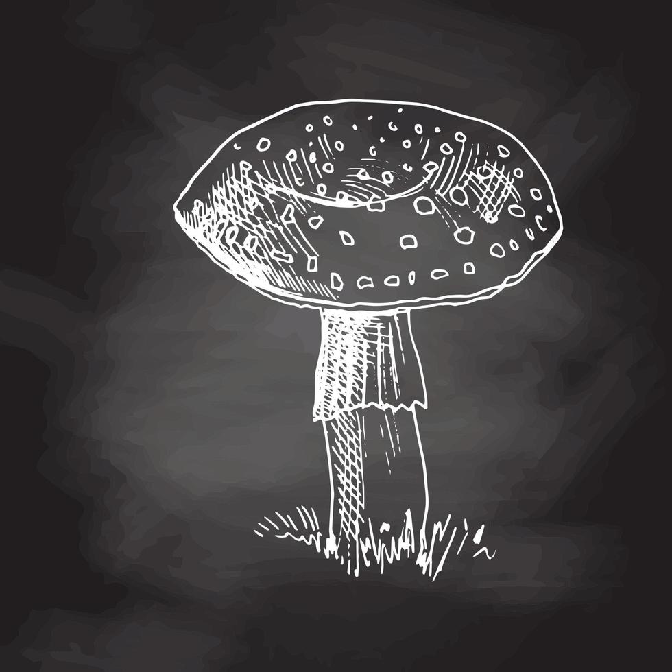 Outline Illustration of fly-agaricmushroom. White sketch isolated on black chalkboard.  Eco  vintage vector illustration. Sketch illustration for print