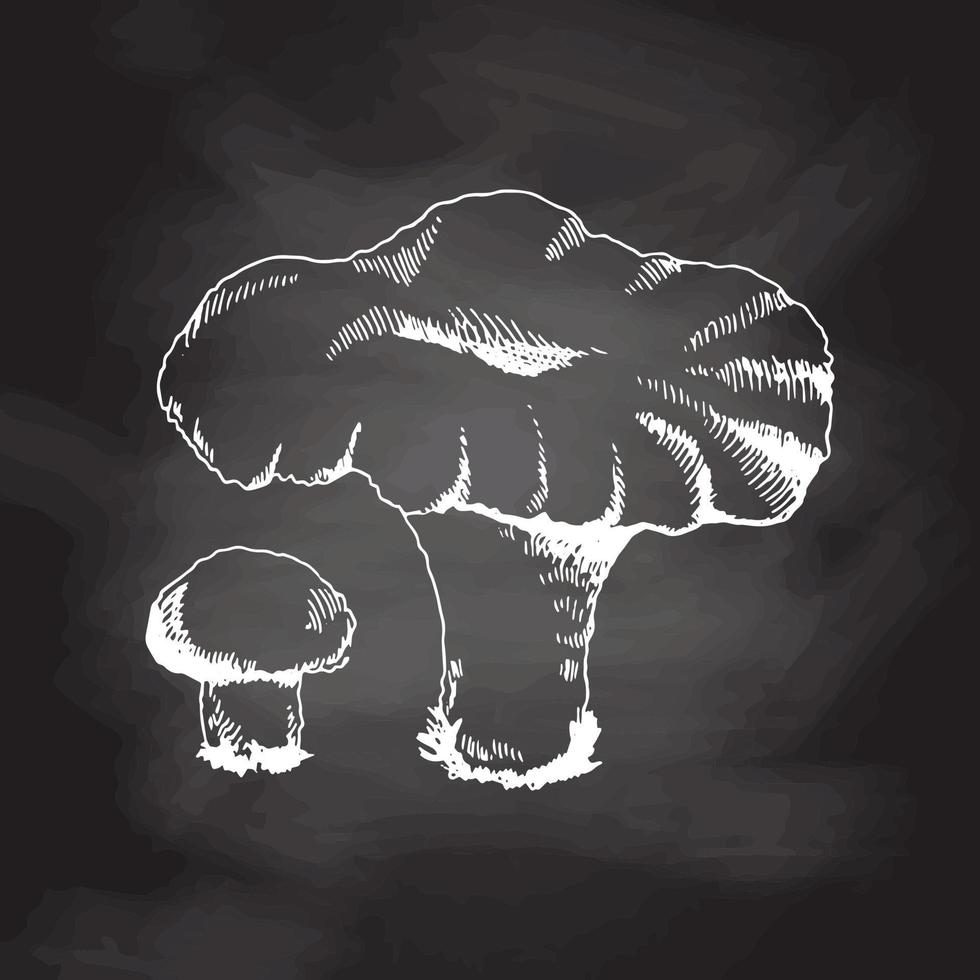 Outline Illustration of mushrooms growing in the forest. White sketch isolated on black chalkboard. Vector sketch icon. Vintage drawing.  Eco food vintage vector illustration.