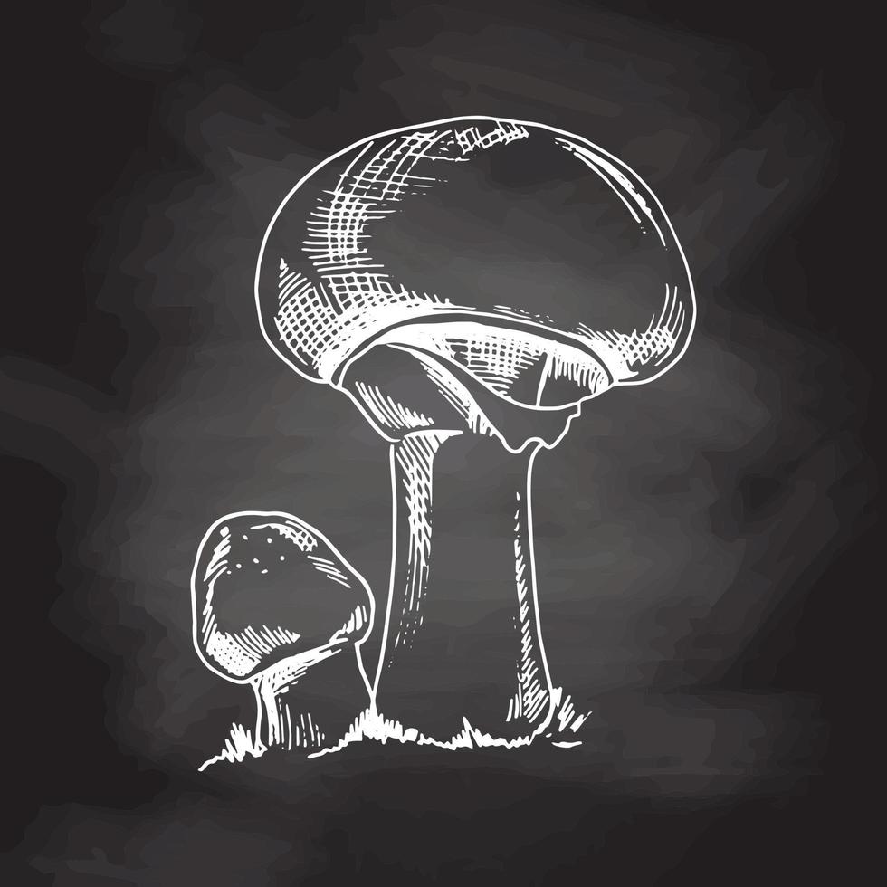 Outline Illustration of forest champignon mushrooms. White sketch isolated on black chalkboard. Vector sketch icon. Vintage drawing.  Eco food vintage vector illustration.