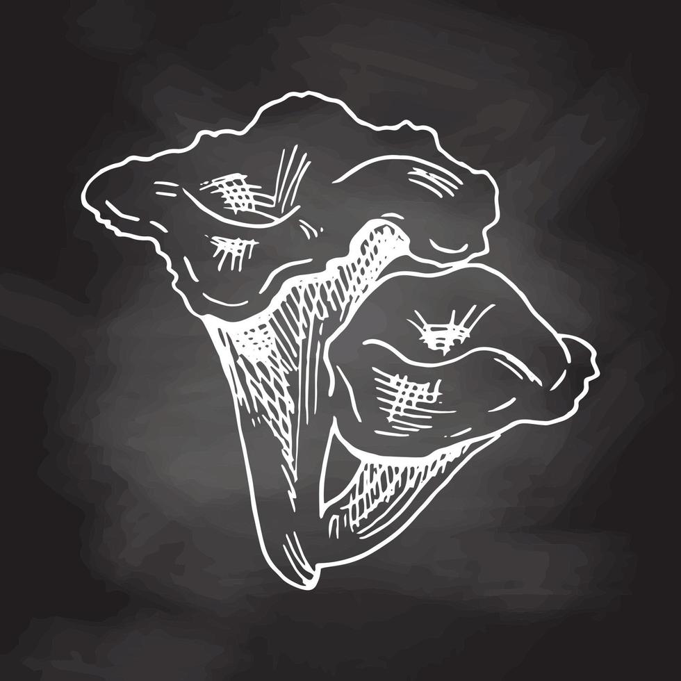 Edible mushrooms vector illustrations collection. Hand drawn chanterelles. White sketch isolated on black chalkboard.  Perfect for recipe, menu, label, icon, packaging, Vintage mushrooms outlines.