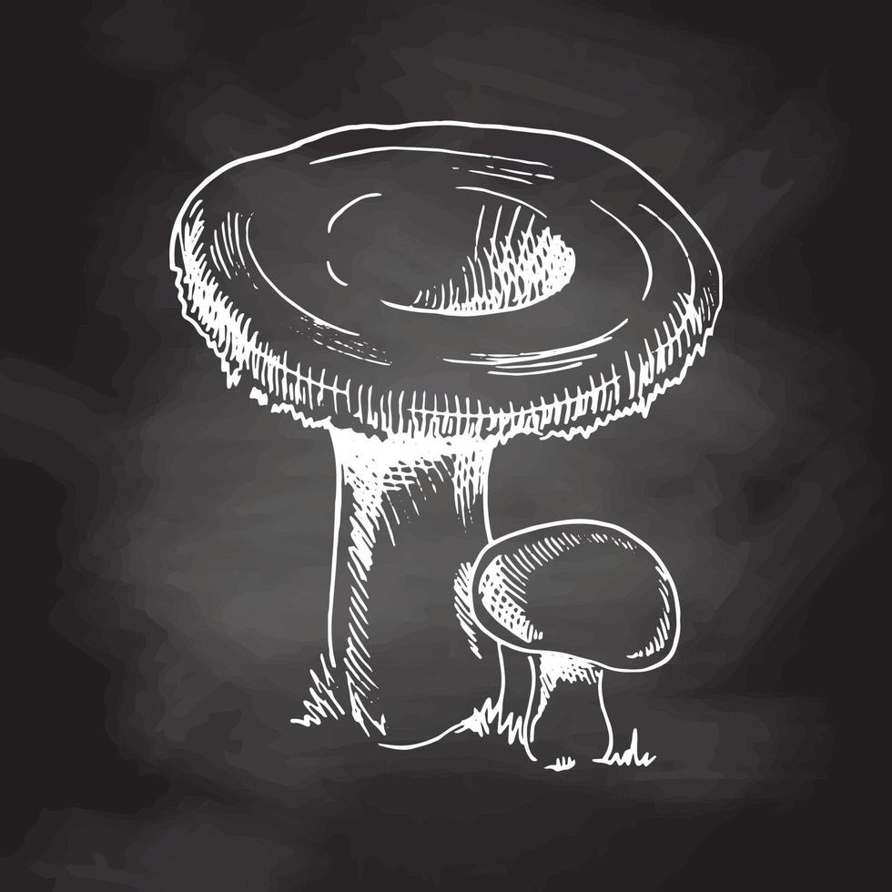 Outline Illustration of forest mushrooms. White sketch isolated on black chalkboard. Vector sketch icon.