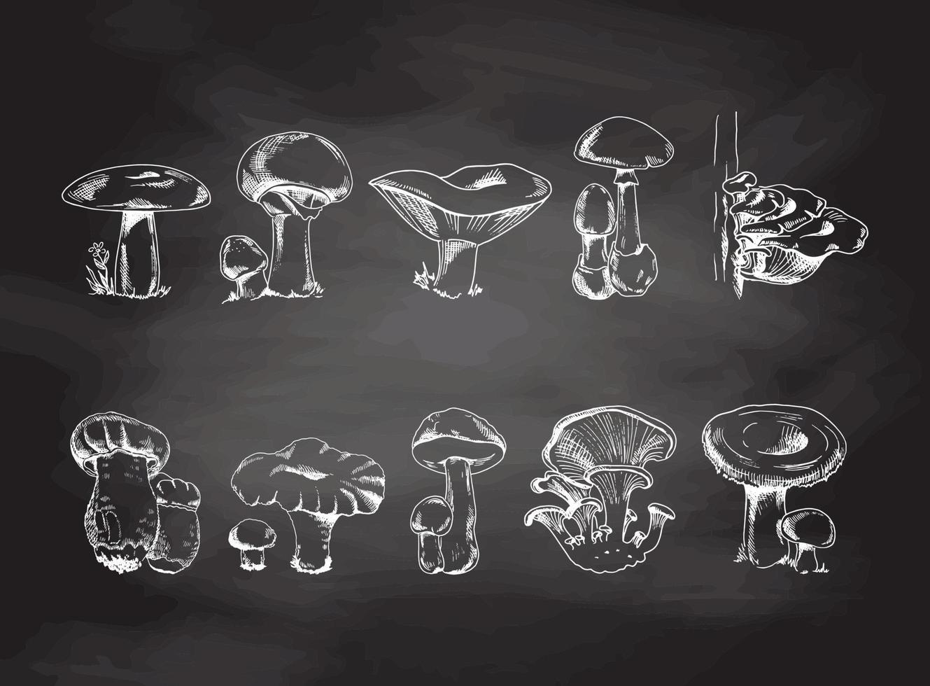 Vector sketch Collection of different edible and poisonous mushrooms. White sketch isolated on black chalkboard. Sketch illustration for print, web, mobile and infographics.