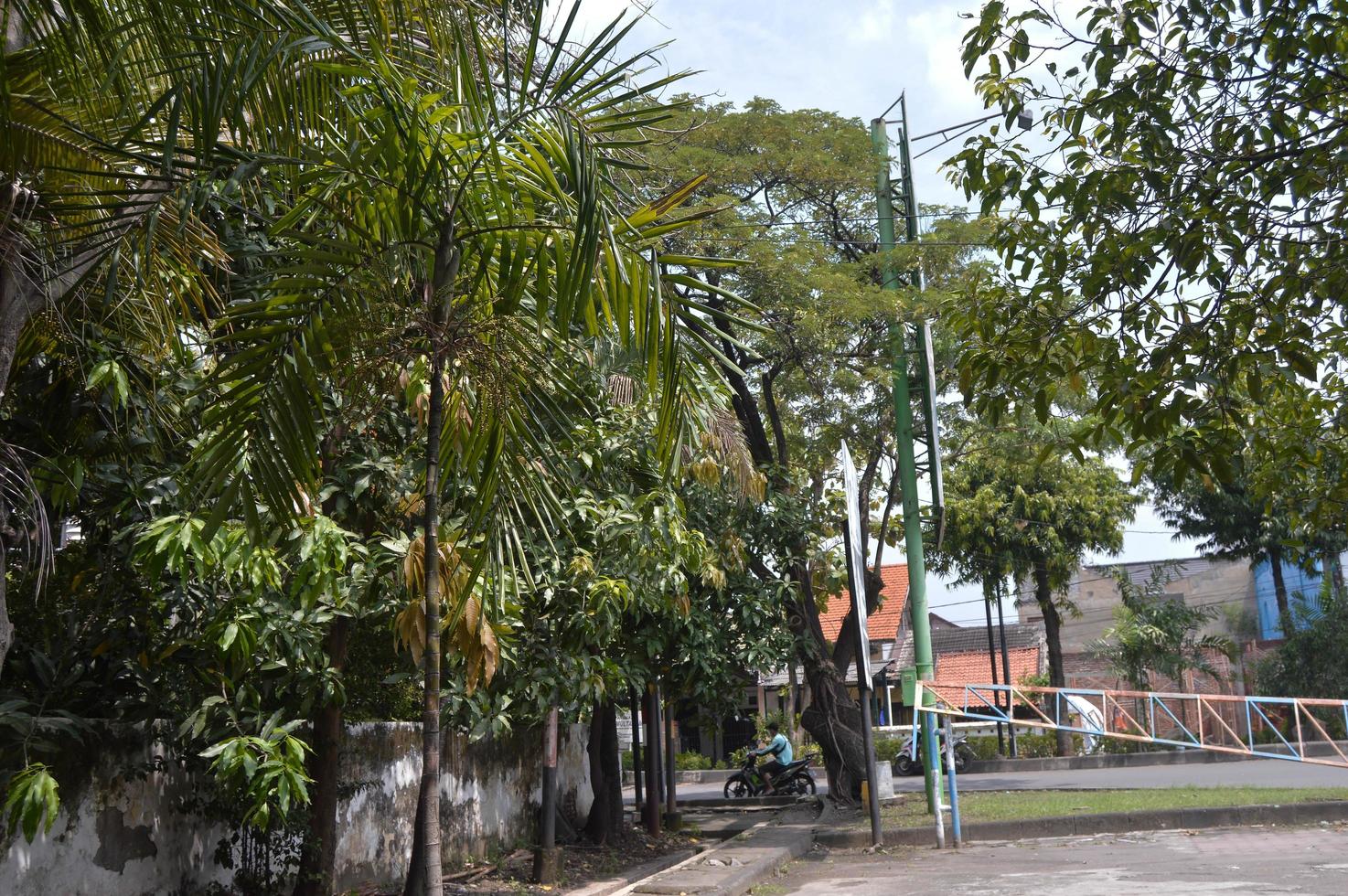 tiro en el árbol al lado de la casa foto