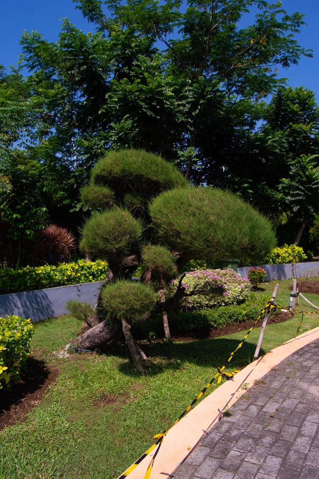 garden view with beautifully formed small fir trees photo