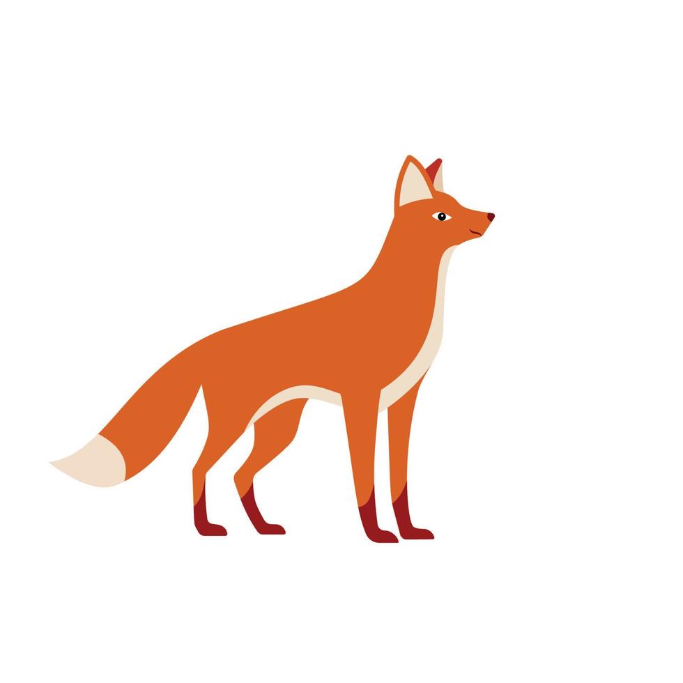 Standing fox isolated on a white background. Body side view, head in full face. Stock vector illustration. Forest animal.