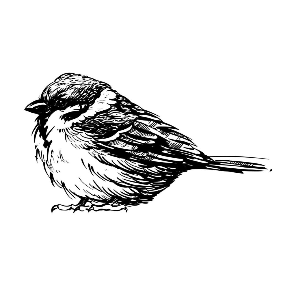 A bird drawn with a feather. Realistic style vector