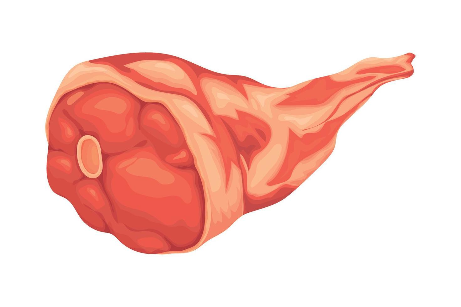 meat leg icon vector