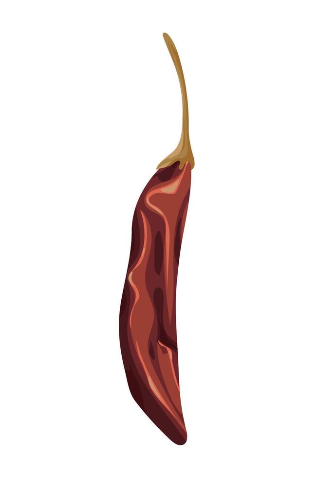 dry chili pepper vector