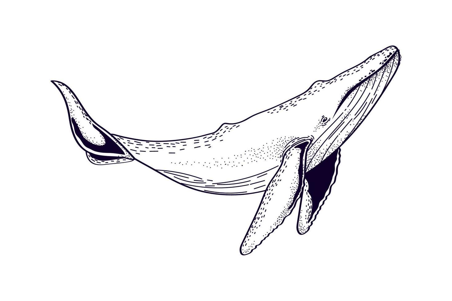 whale sea icon vector