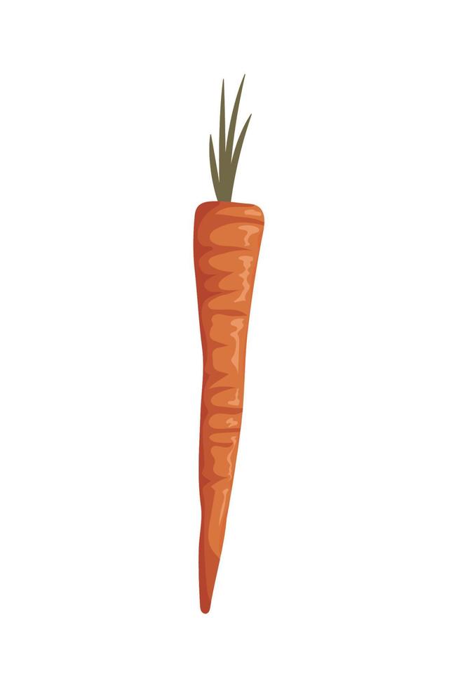 carrot vegetable icon vector