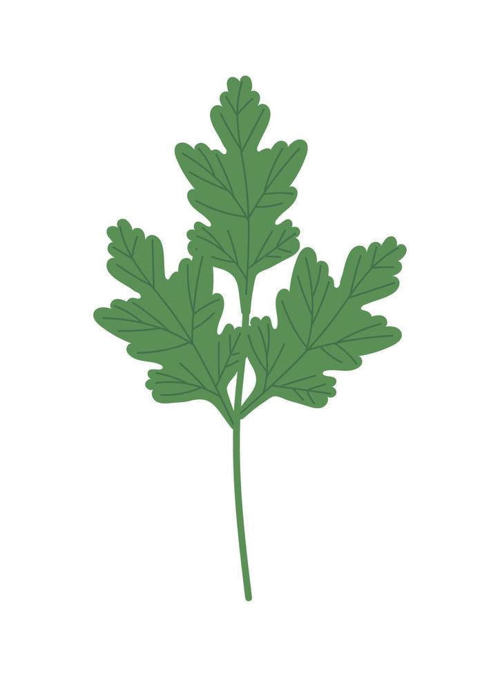 coriander leaves icon vector