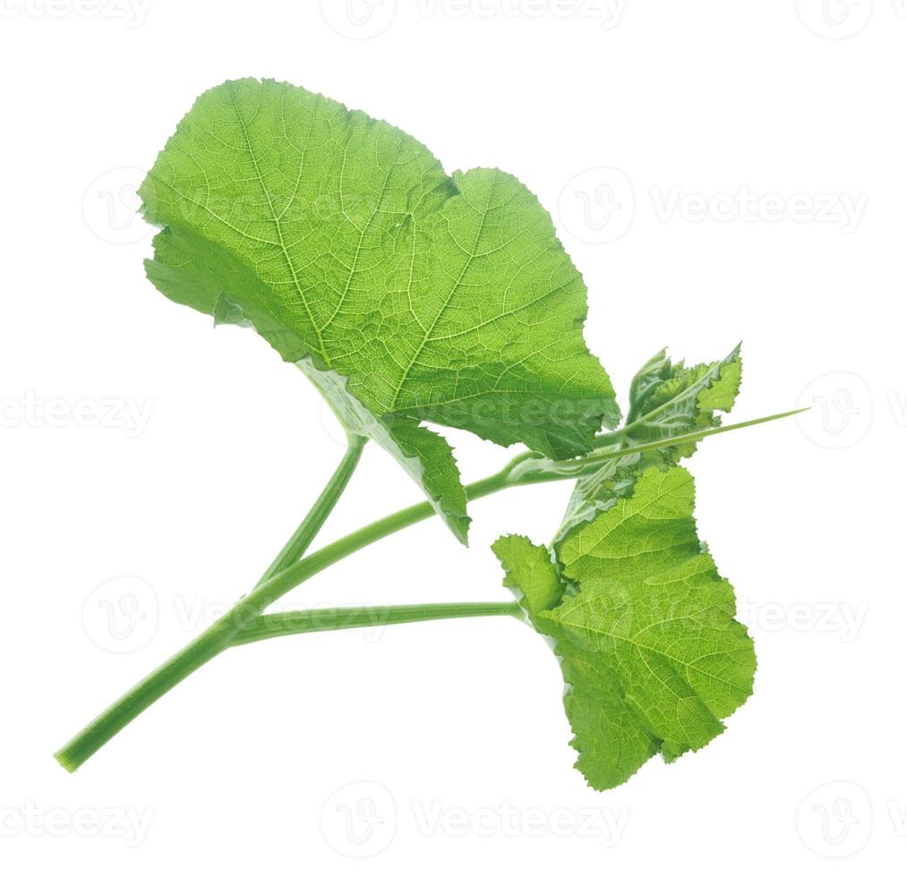 pumpkin-leaf-isolated-on-white-background-17122299-stock-photo-at-vecteezy