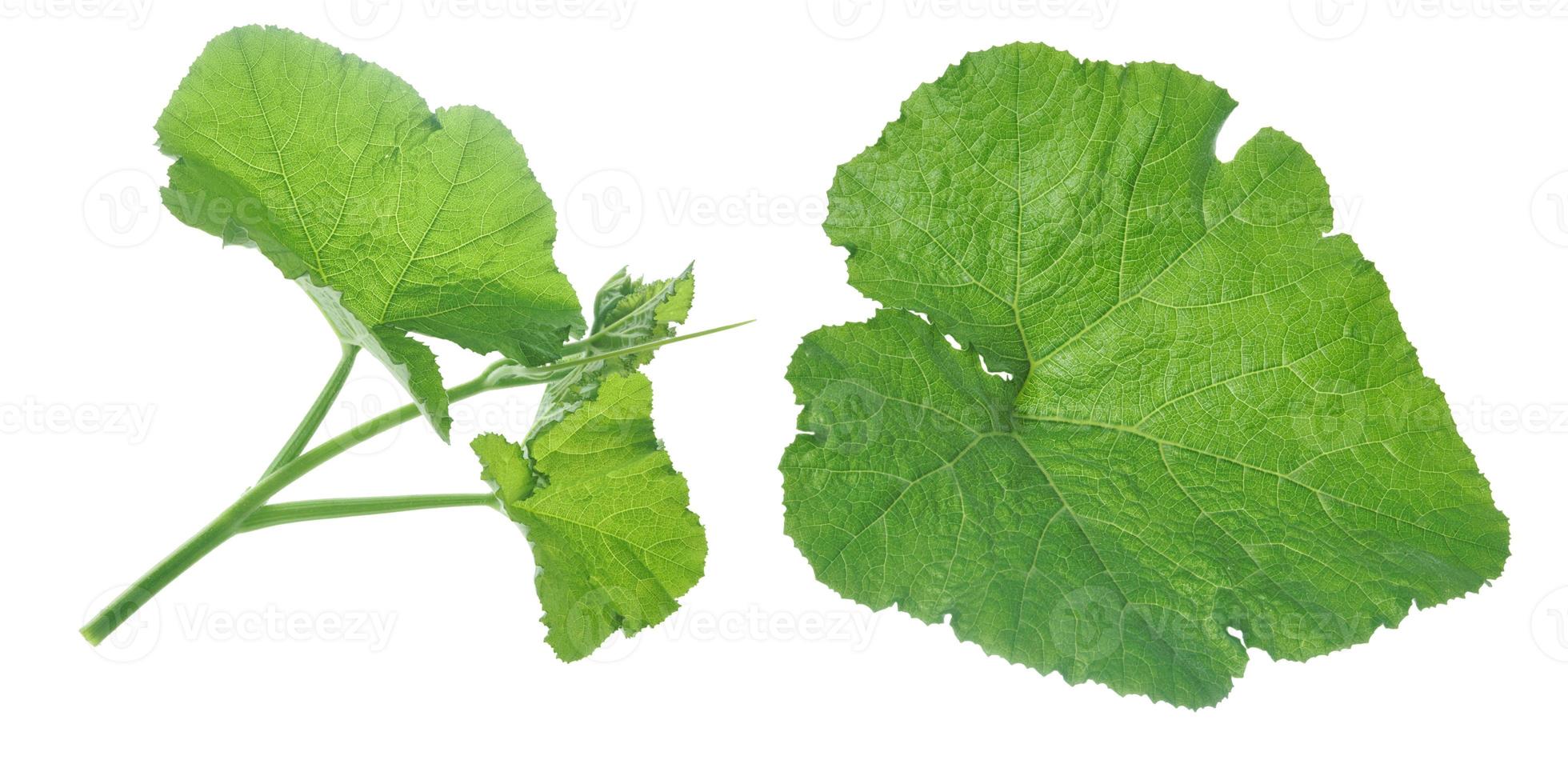 pumpkin leaf isolated on white background. photo