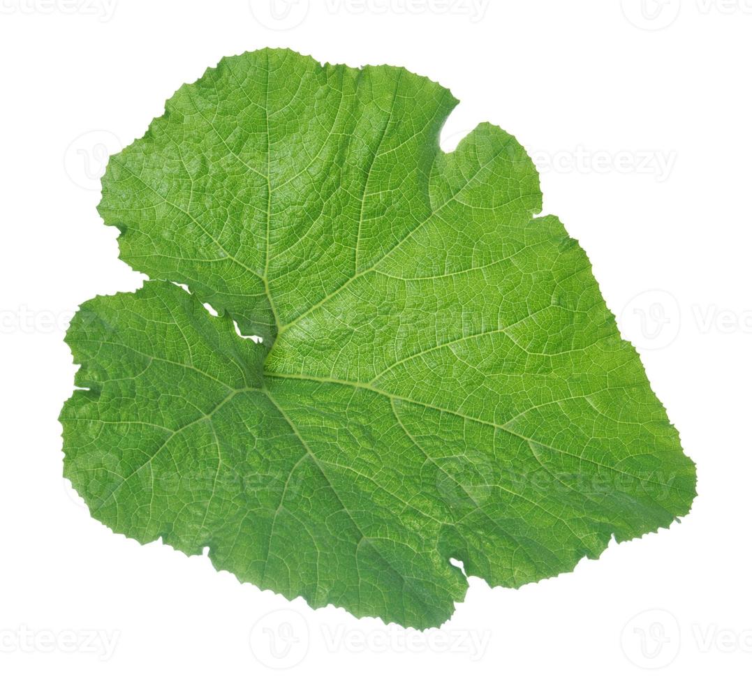 pumpkin leaf isolated on white background. photo