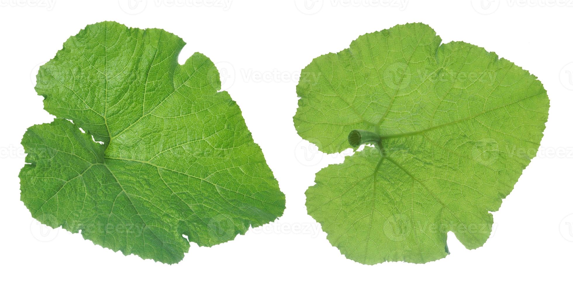 pumpkin leaf isolated on white background. photo