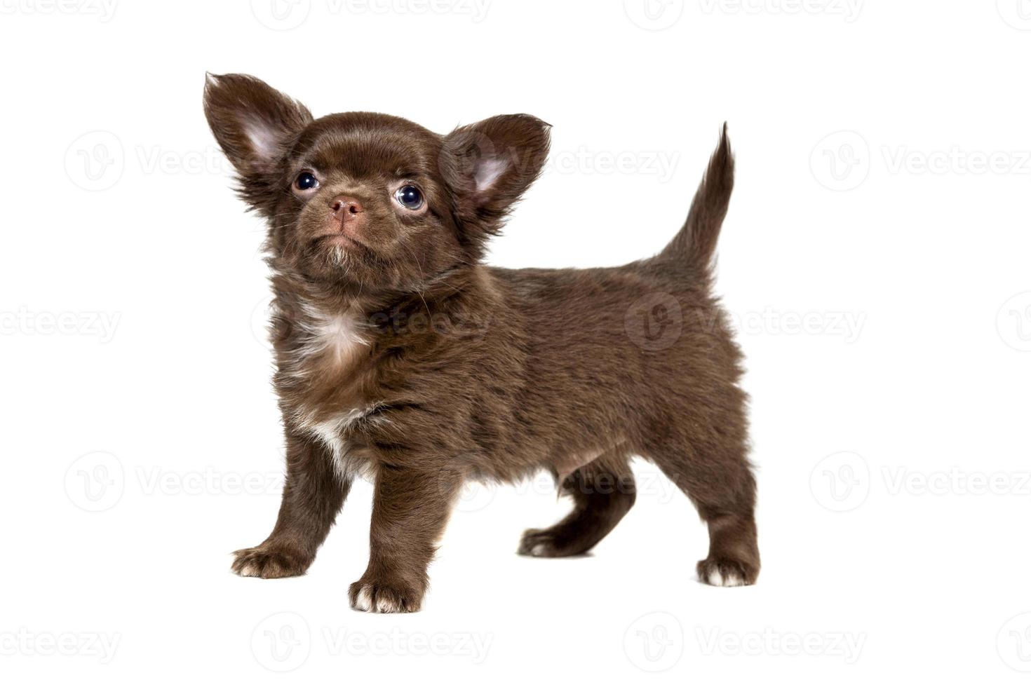 Cute Chihuahua puppy age 2 months of chocolate color, isolated on a white background photo