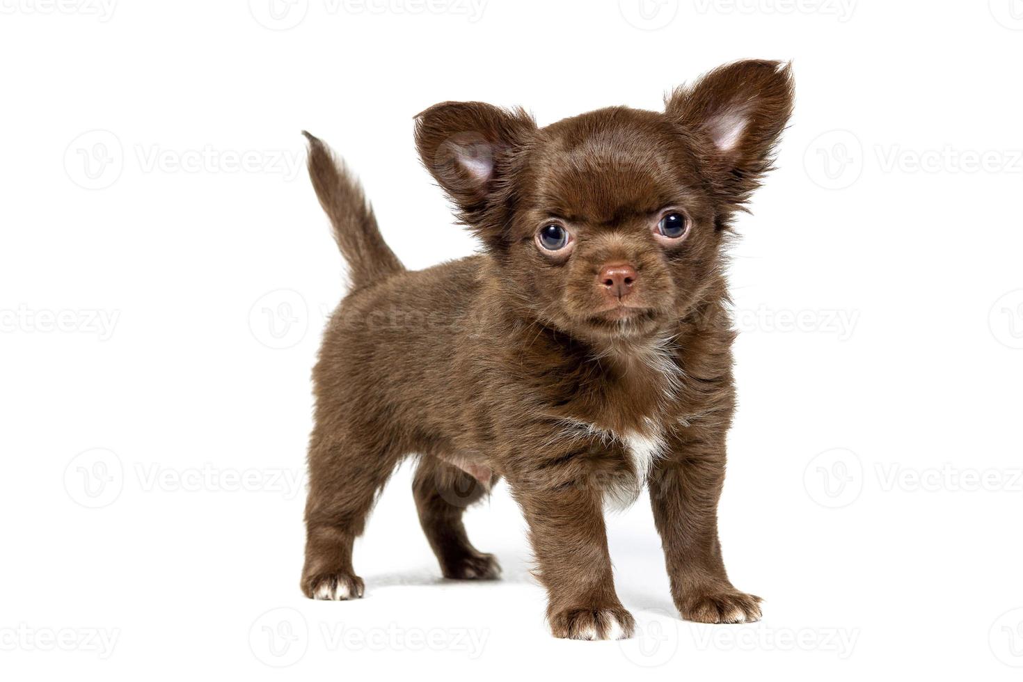 Cute Chihuahua puppy age 2 months of chocolate color, isolated on a white background photo
